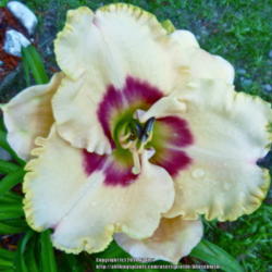 Location: My Garden- Vermont
Date: 2014-08-09
FFOE - Fabulous daylily