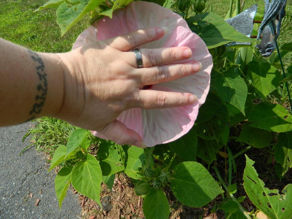 Photo of Hardy Hibiscus (Hibiscus moscheutos) uploaded by Bonnie929