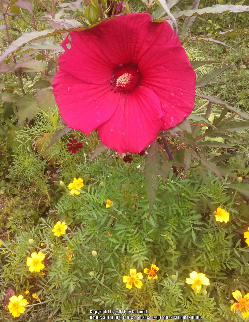 Photo of Hybrid Hardy Hibiscus (Hibiscus 'Fireball') uploaded by Catmint20906