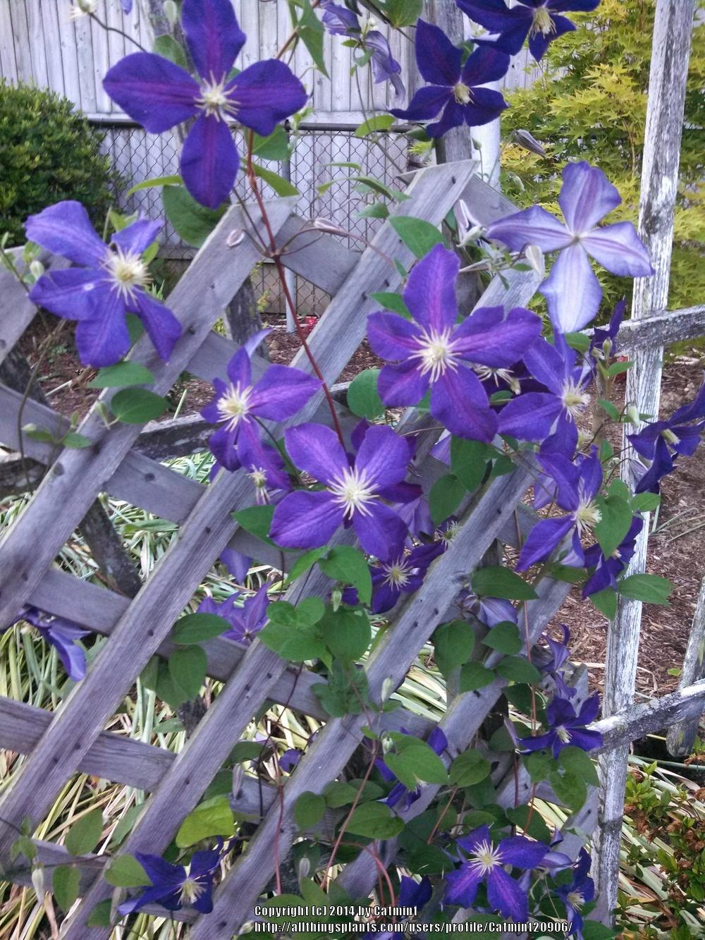 Photo of Clematis 'Jackmanii' uploaded by Catmint20906