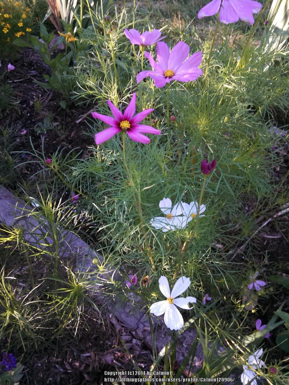 Photo of Cosmos (Cosmos bipinnatus) uploaded by Catmint20906
