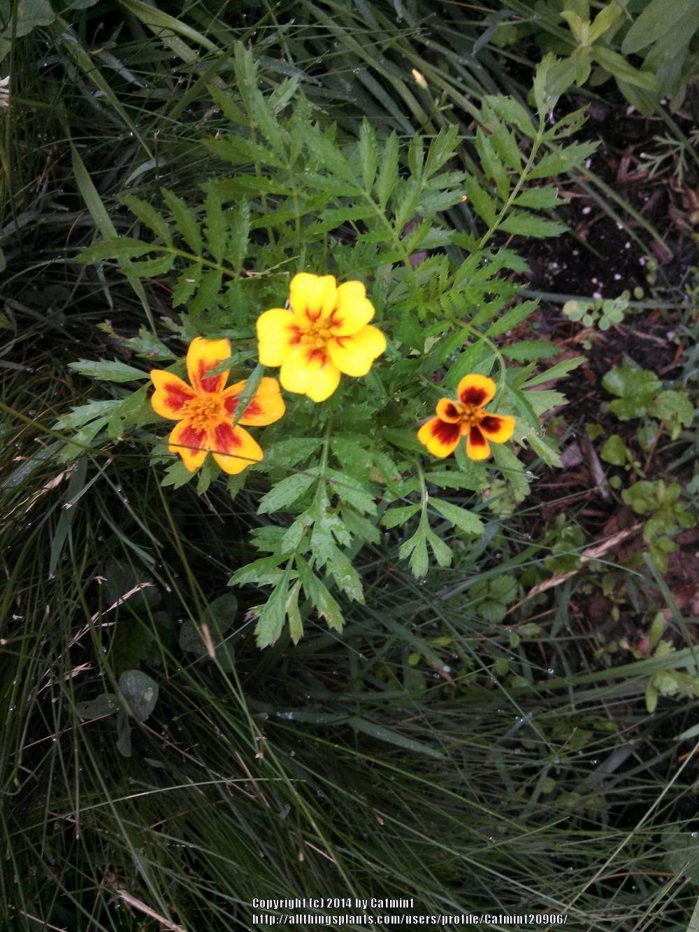 Photo of African Marigold (Tagetes erecta) uploaded by Catmint20906