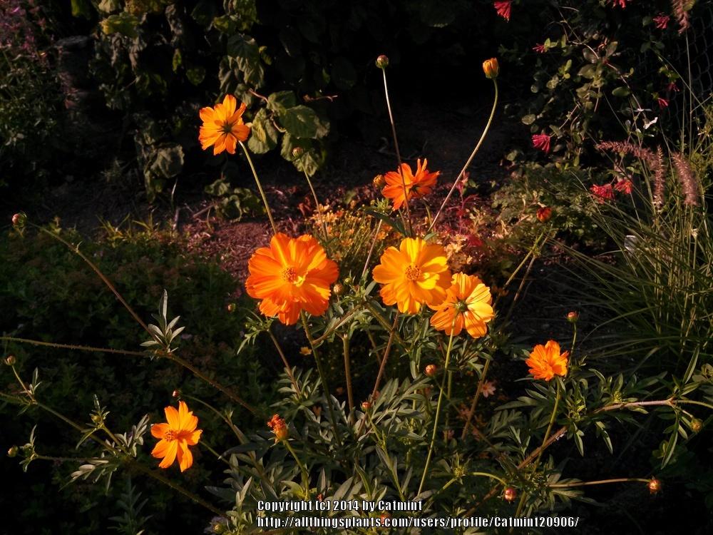 Photo of Cosmos (Cosmos sulphureus 'Bright Lights') uploaded by Catmint20906
