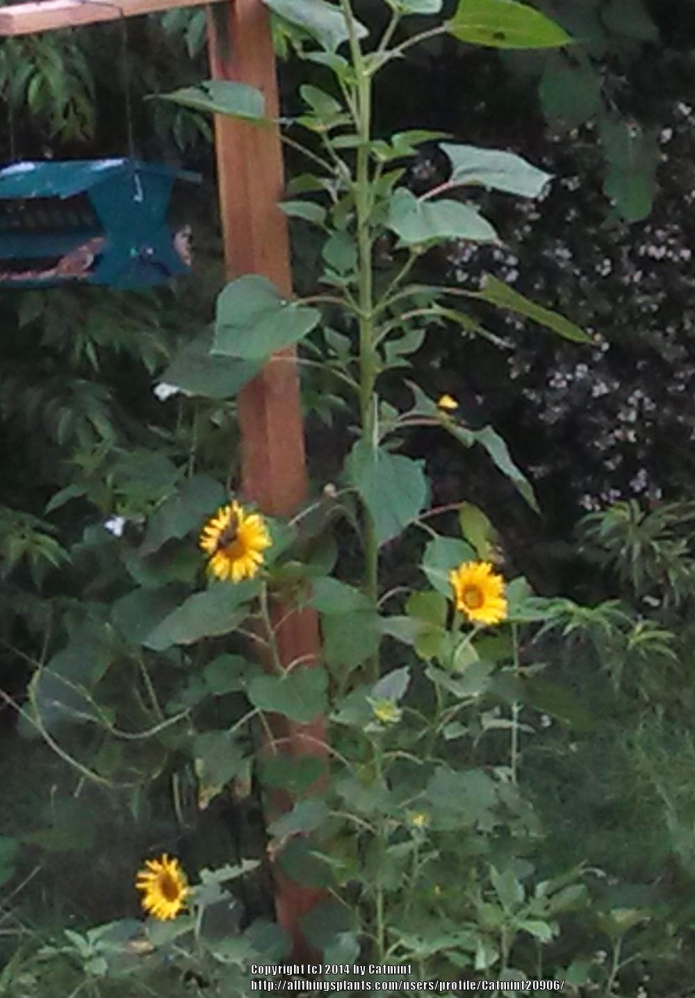 Photo of Sunflowers (Helianthus annuus) uploaded by Catmint20906