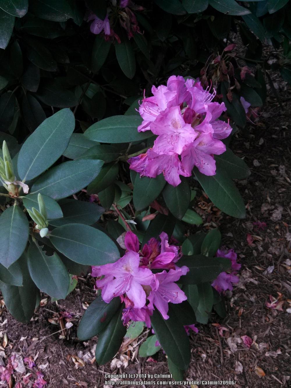 Photo of Rhododendron 'Roseum Elegans' uploaded by Catmint20906