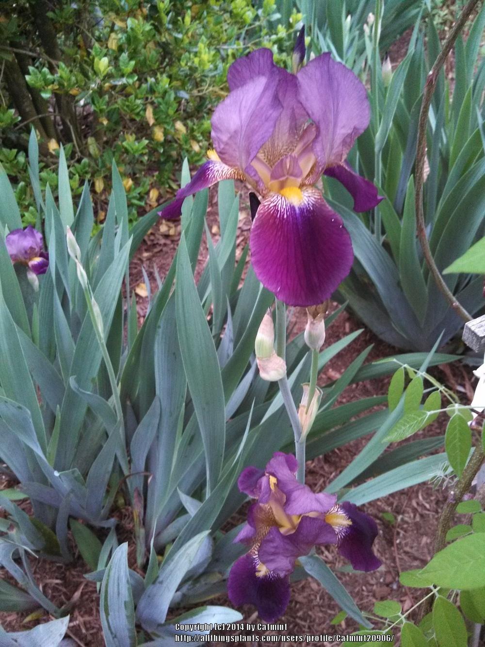 Photo of Tall Bearded Iris (Iris 'Indian Chief') uploaded by Catmint20906