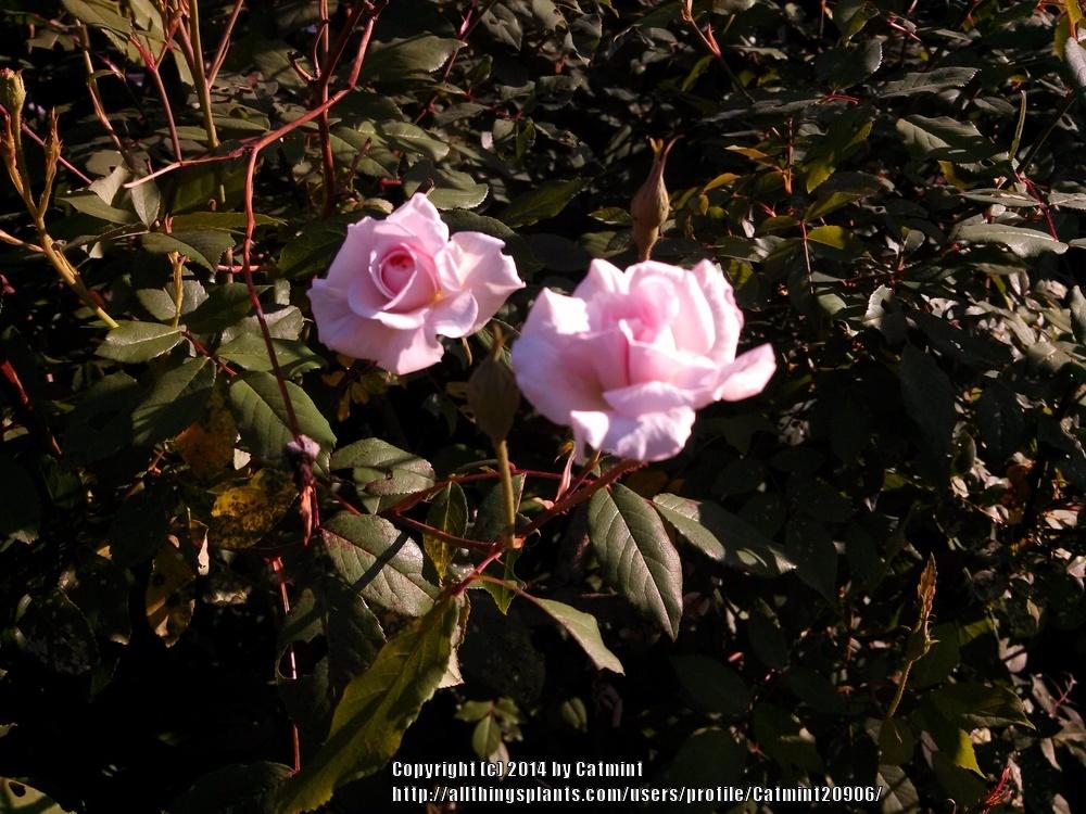 Photo of Rose (Rosa 'Amy Grant') uploaded by Catmint20906