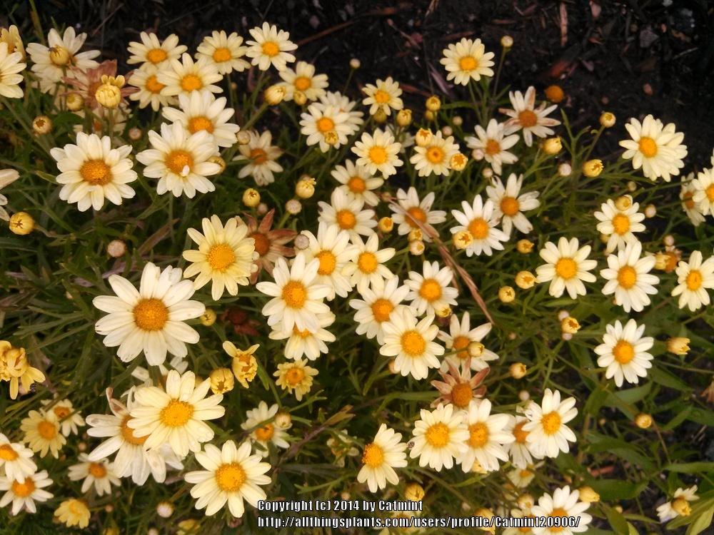 Photo of Marguerite Daisy (Argyranthemum 'Butterfly') uploaded by Catmint20906