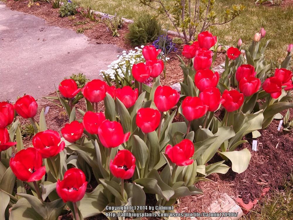 Photo of Darwin Hybrid Tulip (Tulipa 'Red Impression') uploaded by Catmint20906