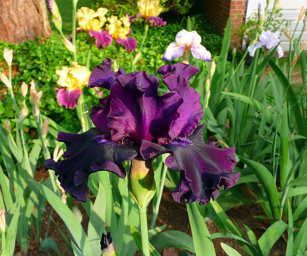 Photo of Tall Bearded Iris (Iris 'Badlands') uploaded by Lestv