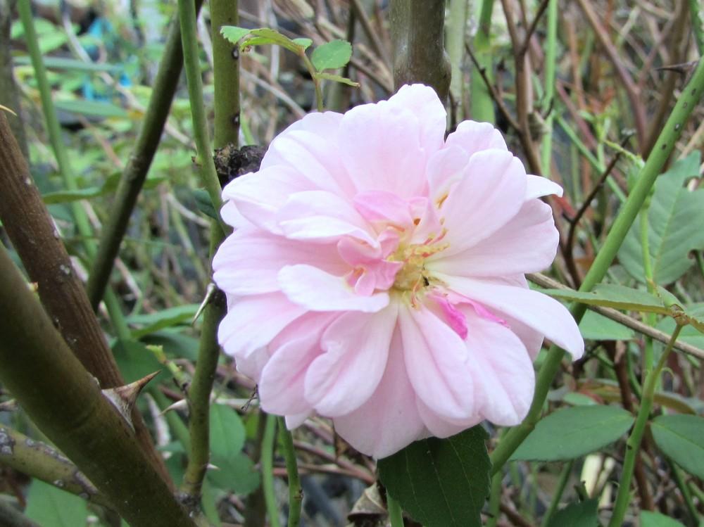 Photo of Climbing Polyantha Rose (Rosa 'Cecile Brunner, Cl.') uploaded by SongofJoy