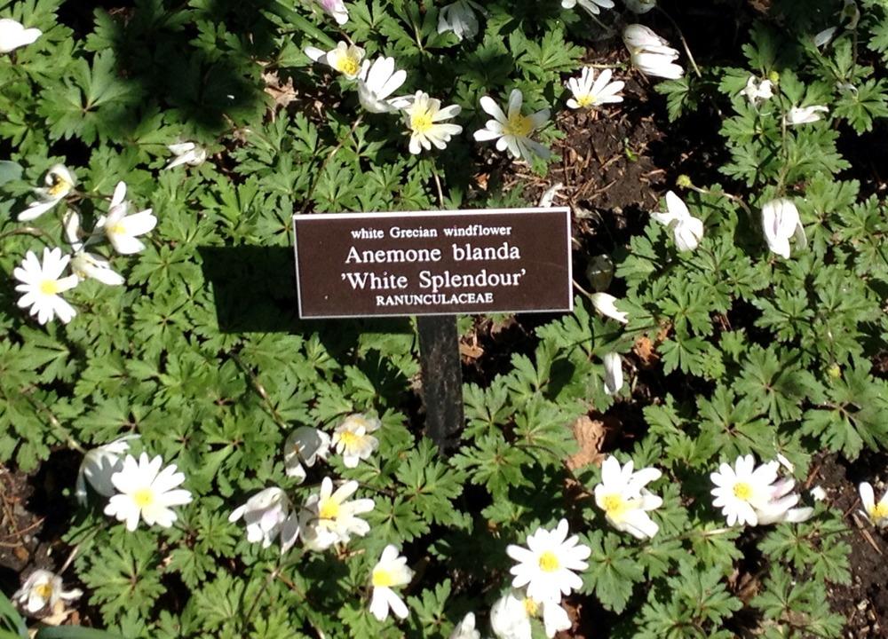 Photo of Grecian Windflower (Anemone blanda 'White Splendour') uploaded by bxncbx