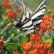 #Pollination  Asclepias tuberosa and Zebra Swallowtail Butterfly