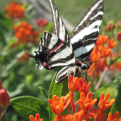 Location: Medina, TN
Date: 2014-02-22
#Pollination  Asclepias tuberosa and Zebra Swallowtail Butterfly