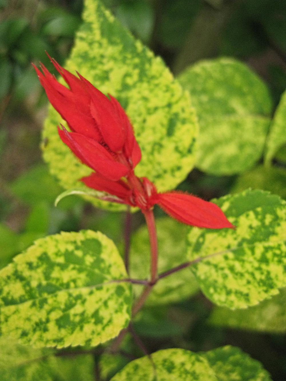 Photo of Scarlet Sage (Salvia splendens 'Dancing Flames') uploaded by clintbrown