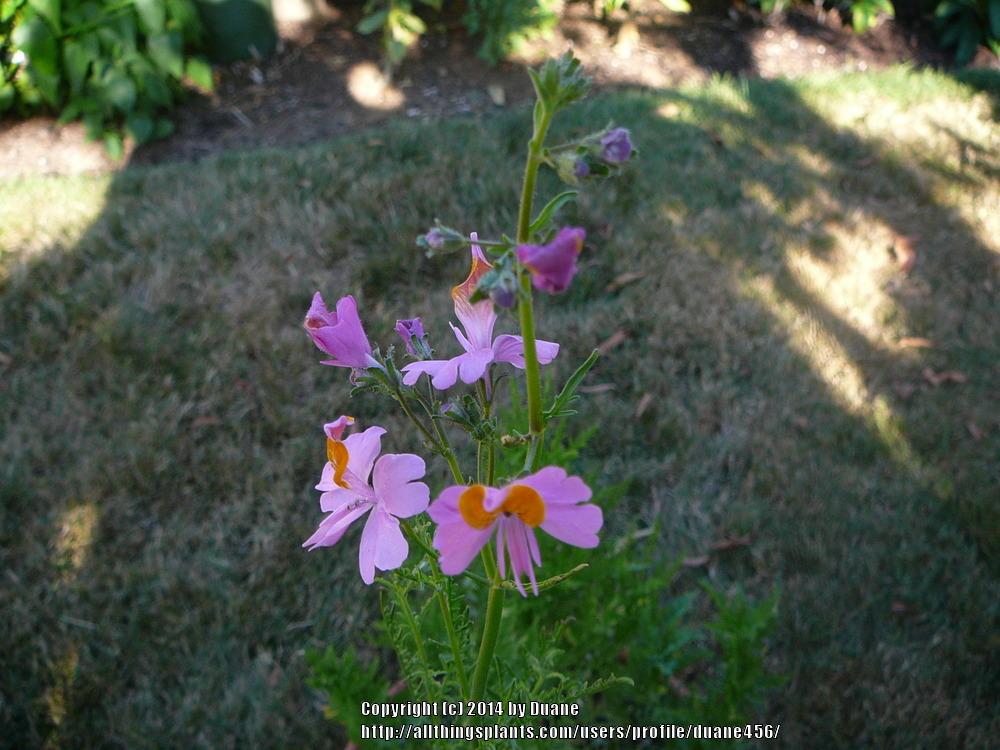 Photo of Poor Man's Orchid (Schizanthus grahamii) uploaded by duane456