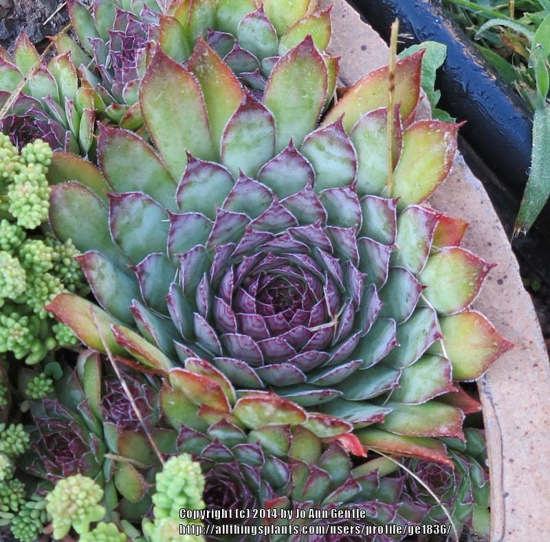 Photo of Hen and Chicks (Sempervivum 'Pacific Blue Ice') uploaded by ge1836