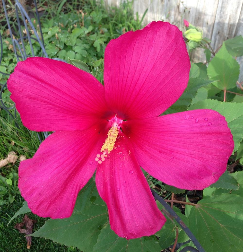 Photo of Hardy Hibiscus (Hibiscus 'Moy Grande') uploaded by only1cookie