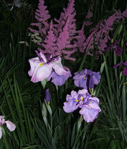 Photo of Japanese Iris (Iris ensata 'Crowning Moment') uploaded by pirl
