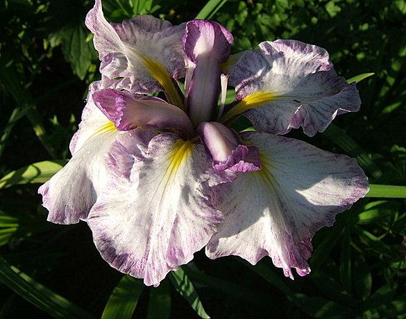 Photo of Japanese Iris (Iris ensata 'Crowning Moment') uploaded by pirl