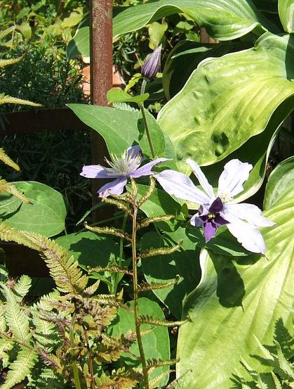 Photo of Clematis 'Arabella' uploaded by pirl