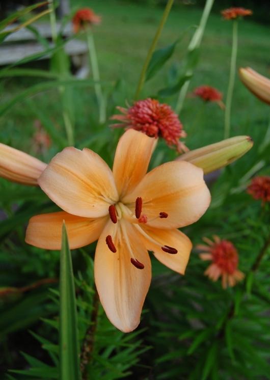Photo of Lily (Lilium 'Pearl Stacey') uploaded by pixie62560