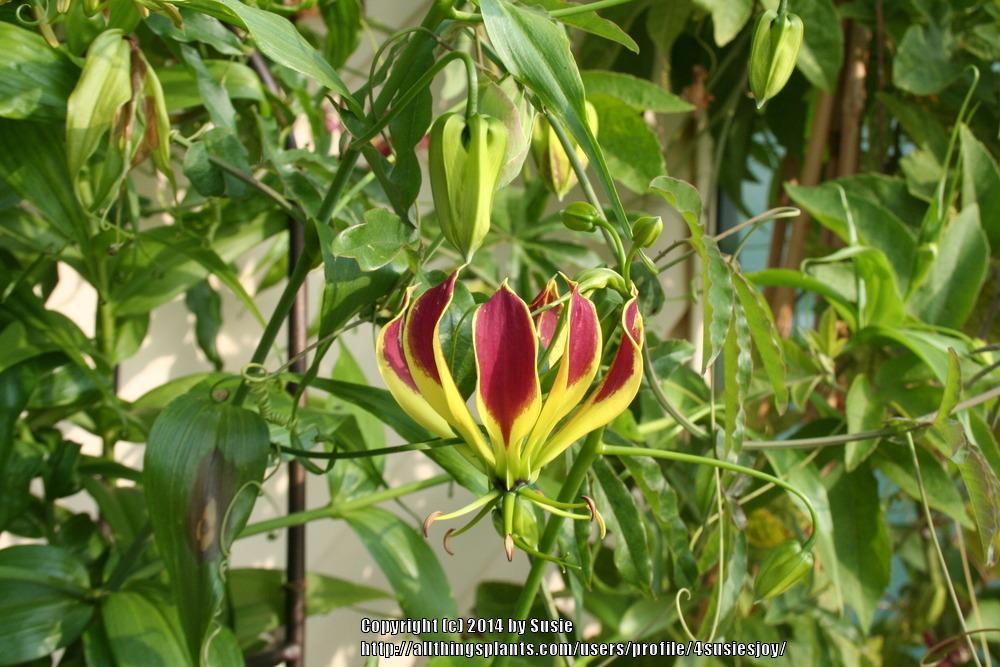 Photo of Gloriosa Lily (Gloriosa carsonii) uploaded by 4susiesjoy