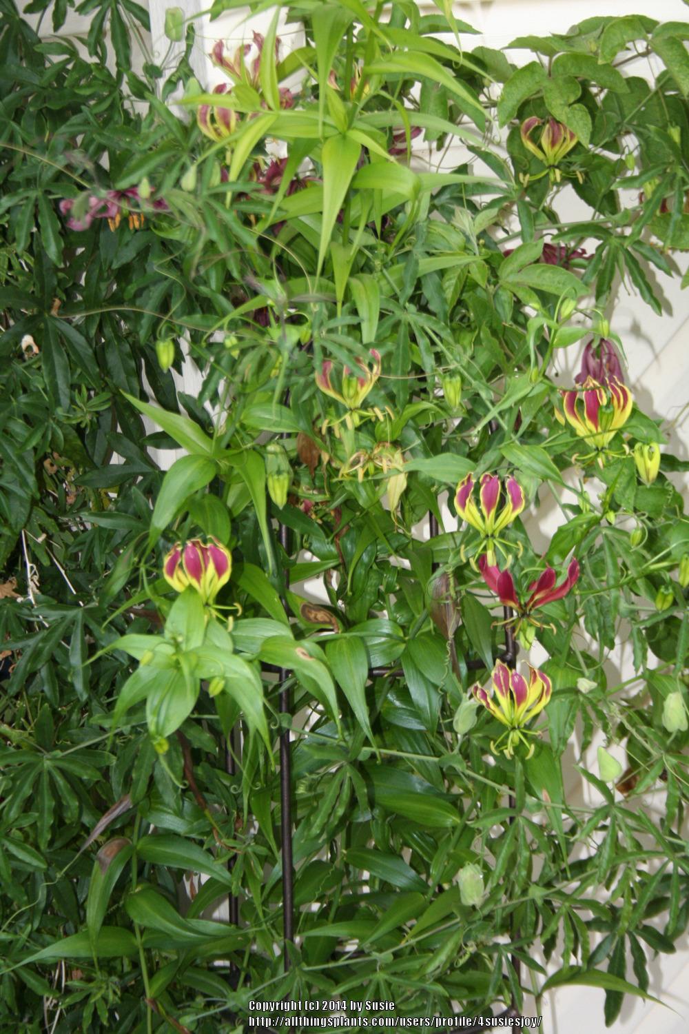 Photo of Gloriosa Lily (Gloriosa carsonii) uploaded by 4susiesjoy