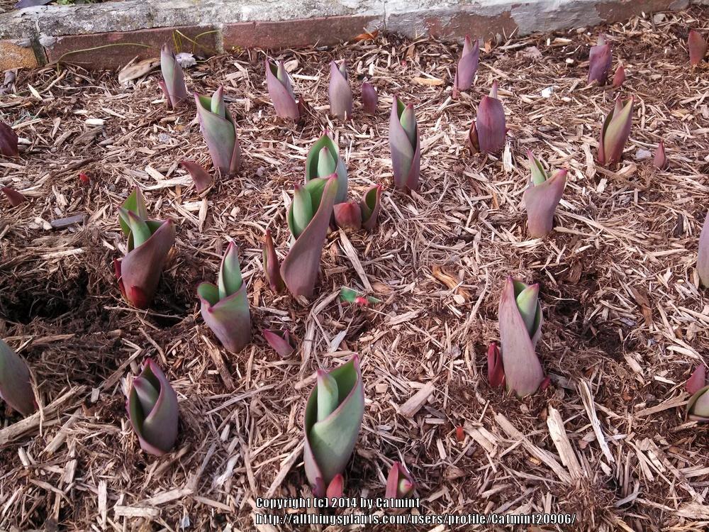 Photo of Darwin Hybrid Tulip (Tulipa 'Red Impression') uploaded by Catmint20906