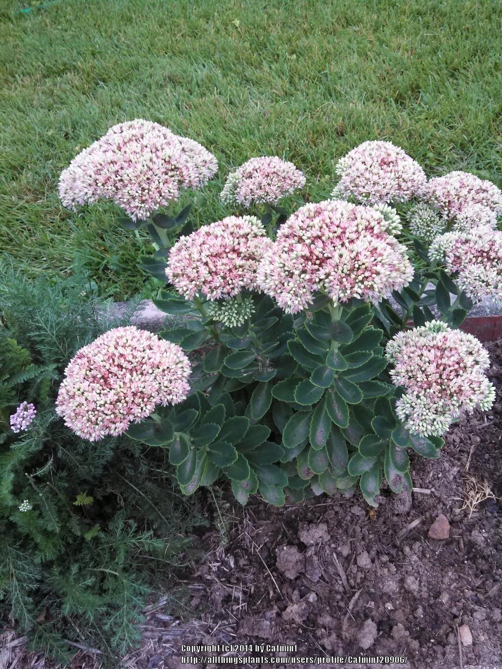 Photo of Sedum (Hylotelephium spectabile 'Herbstfreude') uploaded by Catmint20906