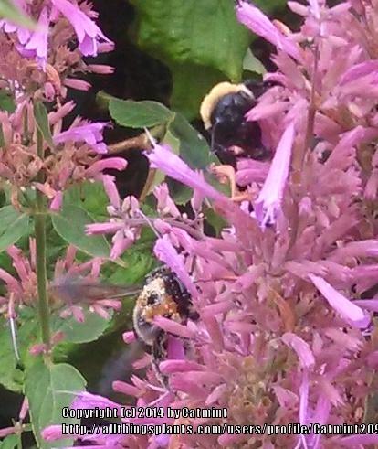 Photo of Giant Hyssop (Agastache 'Tutti Frutti') uploaded by Catmint20906