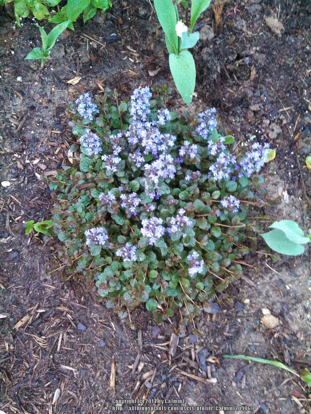 Photo of Bugleweed (Ajuga reptans Black Scallop™) uploaded by Catmint20906