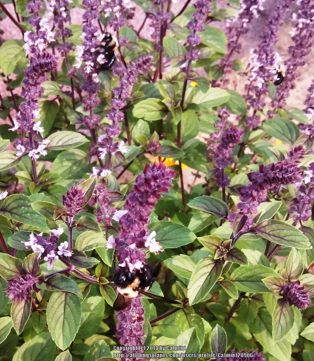 Photo of African Blue Basil (Ocimum 'African Blue') uploaded by Catmint20906