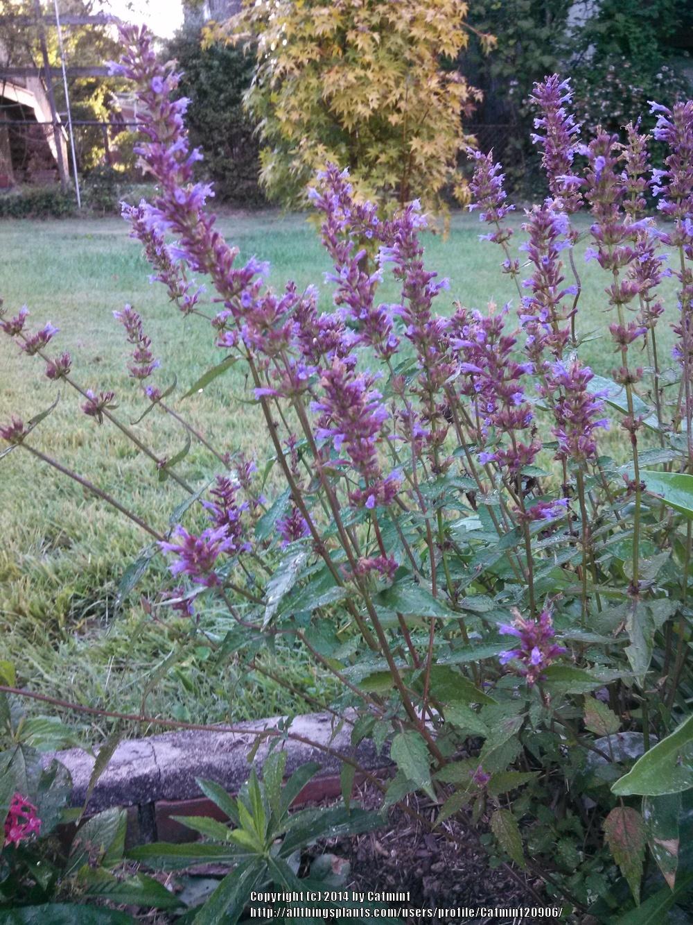 Photo of Giant Hyssop (Agastache 'Purple Haze') uploaded by Catmint20906