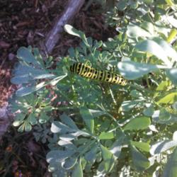 Location: Maryland
Date: 2014-06-20
Black Swallowtail caterpillar enjoys my Rue.