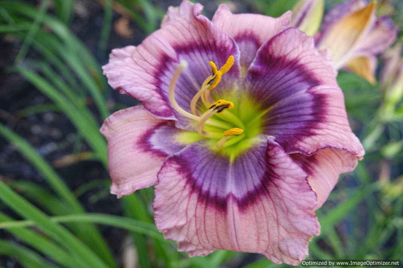 Photo of Daylily (Hemerocallis 'James Fennell') uploaded by chalyse
