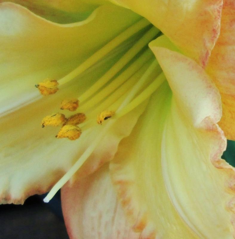 Photo of Daylily (Hemerocallis 'Unique Style') uploaded by chalyse