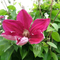 Location: Rose garden
Date: 2012-0514