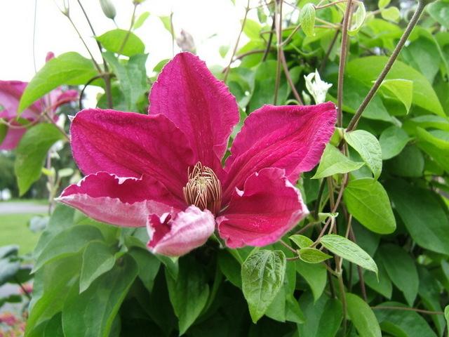 Photo of Clematis 'Ernest Markham' uploaded by pirl