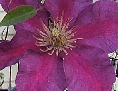 Photo of Clematis 'Ernest Markham' uploaded by pirl