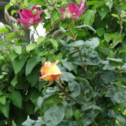 Location: Rose garden
Date: 2012-0514
Blooms well on the rose tree, 'Peace'. They are good companions f