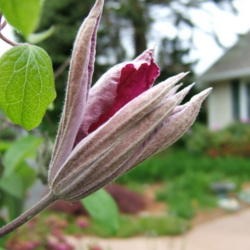 Location: Rose garden
Date: 2012-0514
Bud just beginning to open.