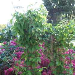 Location: Rose garden
Date: 2012-05-06