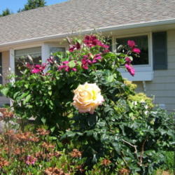 Location: Rose garden
Date: 2012-05-17