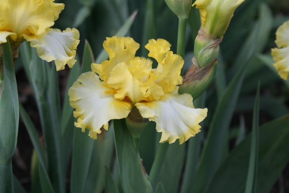 Photo of Tall Bearded Iris (Iris 'Check It Out') uploaded by KentPfeiffer