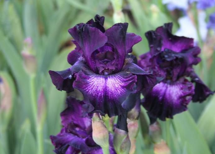 Photo of Tall Bearded Iris (Iris 'Bubble Bubble') uploaded by KentPfeiffer