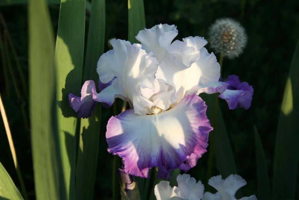 Photo of Tall Bearded Iris (Iris 'Center Ice') uploaded by KentPfeiffer