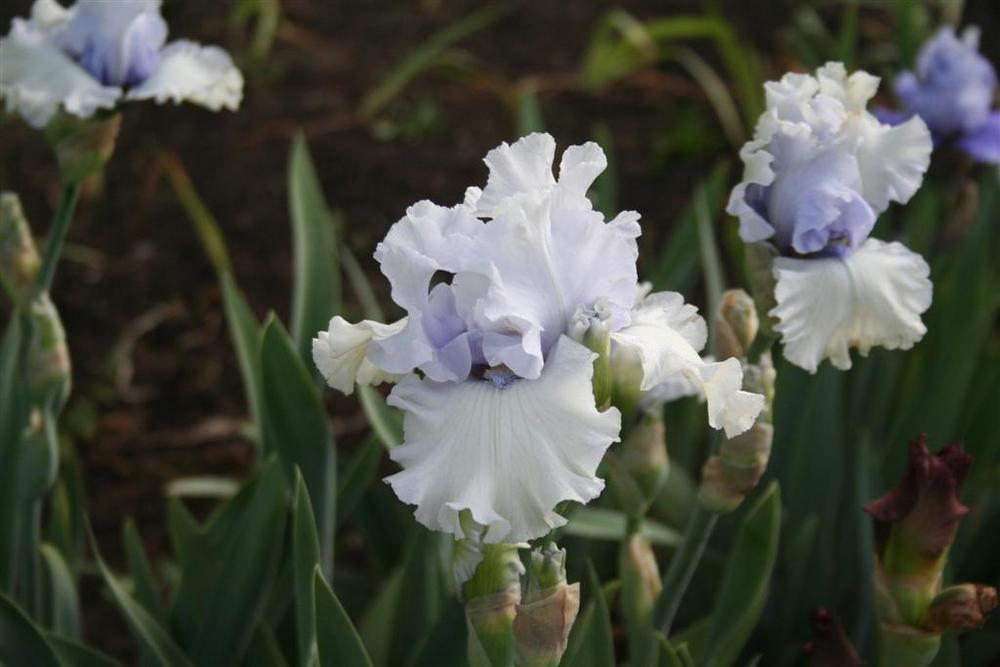 Photo of Tall Bearded Iris (Iris 'Chinook Winds') uploaded by KentPfeiffer