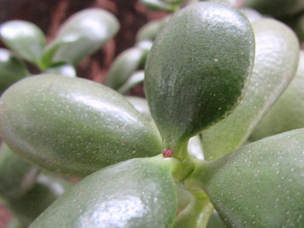 Photo of Jade Plant (Crassula ovata) uploaded by SongofJoy