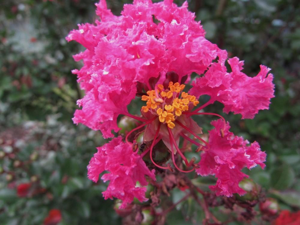 Photo of Crepe Myrtle (Lagerstroemia Pink Velour®) uploaded by SongofJoy